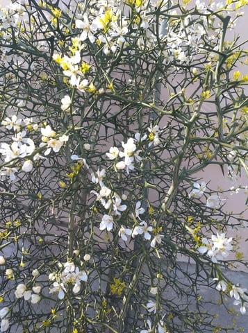 Продавам лигуструм, сихфорикарпос, глициния, цезалпиния, лаврови вишна, бамбук - снимка 1