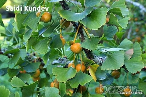 Продавам лигуструм, сихфорикарпос, глициния, цезалпиния, лаврови вишна, бамбук - снимка 3