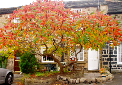 Продавам лигуструм, сихфорикарпос, глициния, цезалпиния, лаврови вишна, бамбук - снимка 4