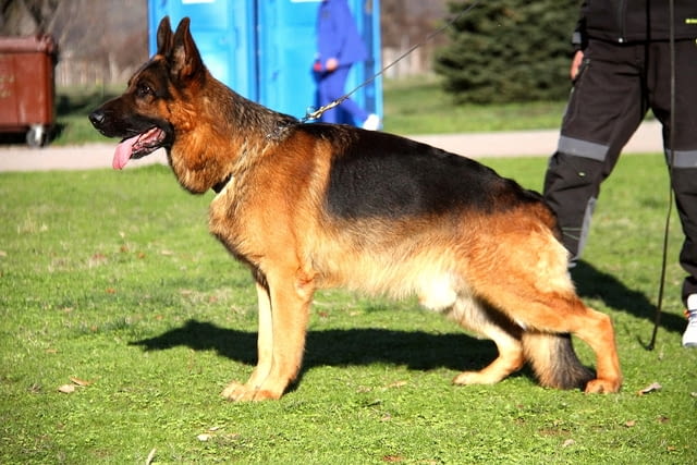 Von Haus Evelin Развъдник за Немско Овчарко Куче Немска овчарка, 2 месеца, Ваксинирано - Да - град Севлиево | Кучета - снимка 1