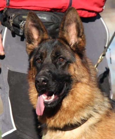 Von Haus Evelin Развъдник за Немско Овчарко Куче Немска овчарка, 2 месеца, Ваксинирано - Да - град Севлиево | Кучета - снимка 2