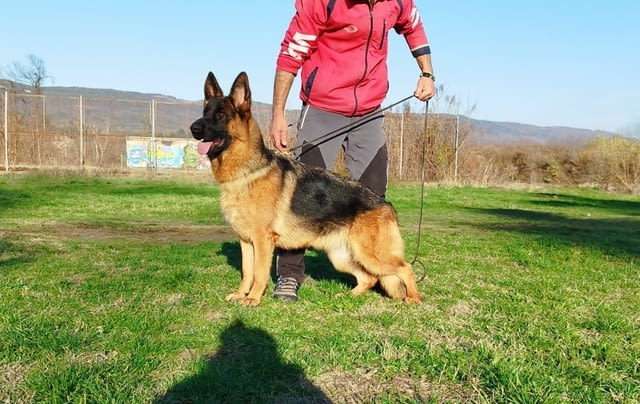 Von Haus Evelin Развъдник за Немско Овчарко Куче Немска овчарка, 2 месеца, Ваксинирано - Да - град Севлиево | Кучета - снимка 3