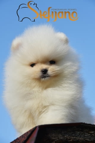 Мини померанче померан кученца Померан (Малък английски шпиц), Ваксинирано - Да, Обезпаразитено - Да - град Извън България | Кучета - снимка 3
