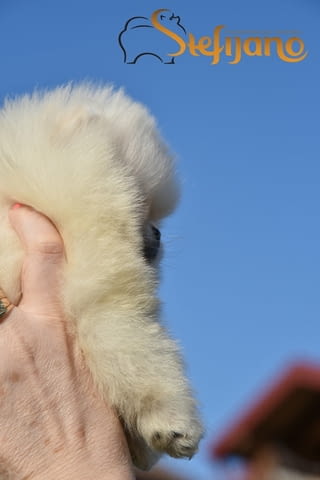 Мини померанче померан кученца Померан (Малък английски шпиц), Ваксинирано - Да, Обезпаразитено - Да - град Извън България | Кучета - снимка 4