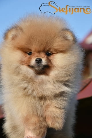 Мини померанче померан кученца Померан (Малък английски шпиц), Ваксинирано - Да, Обезпаразитено - Да - град Извън България | Кучета - снимка 5
