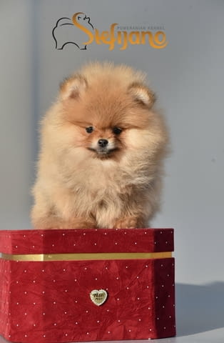 Мини померанче померан кученца Померан (Малък английски шпиц), Ваксинирано - Да, Обезпаразитено - Да - град Извън България | Кучета - снимка 7