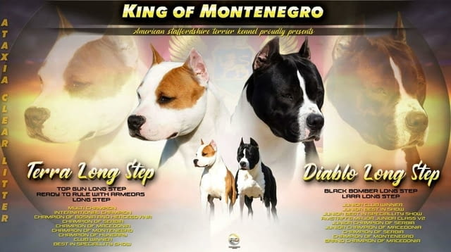 Американски Стафордшир Териер кученца Американски стафордширски териер, Ваксинирано - Да, Обезпаразитено - Да - град Извън България | Кучета - снимка 1