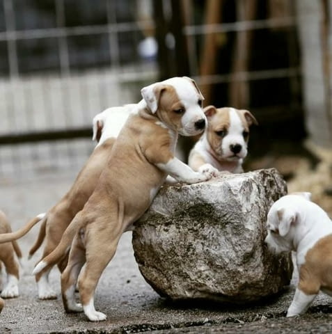 Американски Стафордшир Териер кученца Американски стафордширски териер, Ваксинирано - Да, Обезпаразитено - Да - град Извън България | Кучета - снимка 2