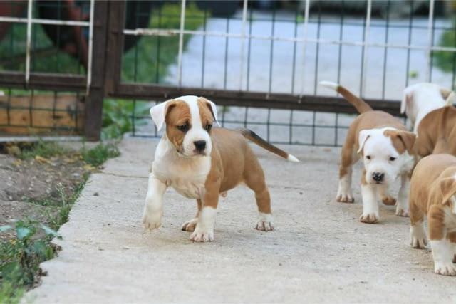 Американски Стафордшир Териер кученца Американски стафордширски териер, Ваксинирано - Да, Обезпаразитено - Да - град Извън България | Кучета - снимка 3