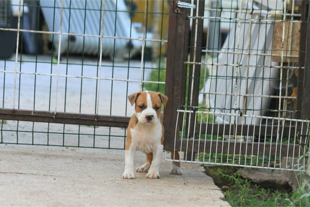 Американски Стафордшир Териер кученца Американски стафордширски териер, Ваксинирано - Да, Обезпаразитено - Да - град Извън България | Кучета - снимка 4