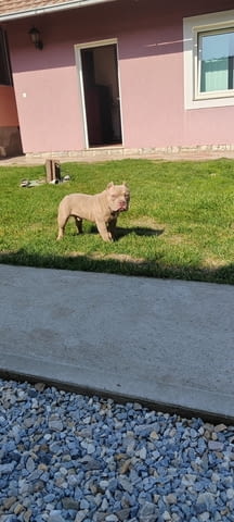 American bully Другa - град Извън България | Кучета - снимка 2