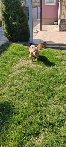 American bully Другa - град Извън България | Кучета - снимка 3