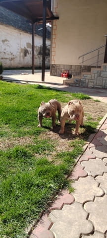American bully Другa - град Извън България | Кучета - снимка 4