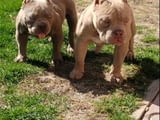 American bully