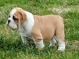 English bulldog puppies