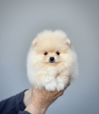 Мини ПОМЕРАН (женски) Pomeranian, Vaccinated - Yes, Dewormed - Yes - city of Sofia | Dogs