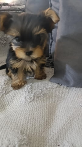 Йоркширски териер Прекрасни кученца Ваксинирано - Да, Обезпаразитено - Да - град Извън България | Кучета - снимка 2