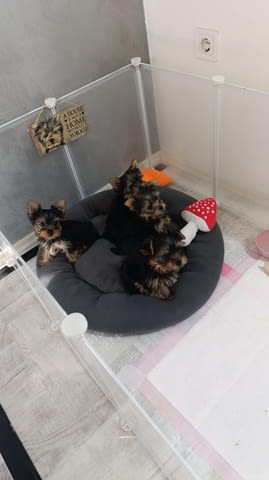 Йоркширски териер Прекрасни кученца Ваксинирано - Да, Обезпаразитено - Да - град Извън България | Кучета - снимка 3