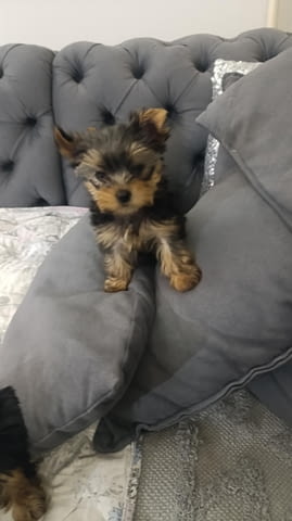 Йоркширски териер Прекрасни кученца Ваксинирано - Да, Обезпаразитено - Да - град Извън България | Кучета - снимка 4