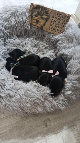 Йоркширски териер Прекрасни кученца Ваксинирано - Да, Обезпаразитено - Да - град Извън България | Кучета - снимка 5