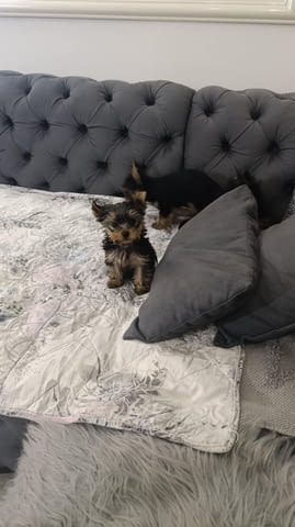 Йоркширски териер Прекрасни кученца Ваксинирано - Да, Обезпаразитено - Да - град Извън България | Кучета - снимка 6