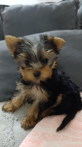 Йоркширски териер Прекрасни кученца Ваксинирано - Да, Обезпаразитено - Да - град Извън България | Кучета - снимка 7