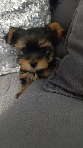 Йоркширски териер Прекрасни кученца Ваксинирано - Да, Обезпаразитено - Да - град Извън България | Кучета - снимка 8