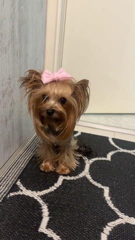 Йоркширски териер Прекрасни кученца Ваксинирано - Да, Обезпаразитено - Да - град Извън България | Кучета - снимка 9