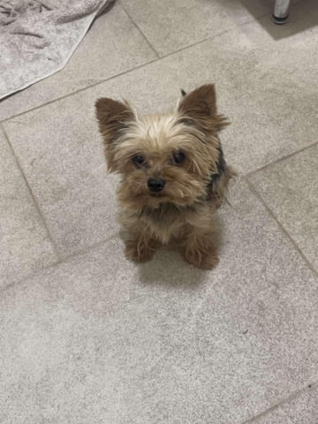 Йоркширски териер Прекрасни кученца Ваксинирано - Да, Обезпаразитено - Да - град Извън България | Кучета - снимка 10