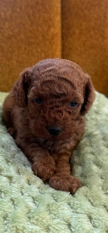 Two female and one male dwarf, dark apricot poodles, град Извън България | Кучета - снимка 1