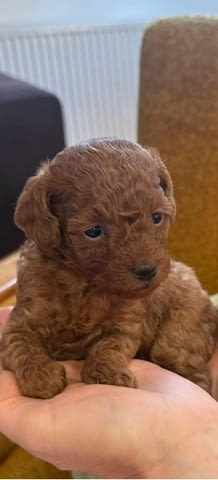 Two female and one male dwarf, dark apricot poodles, град Извън България | Кучета - снимка 2
