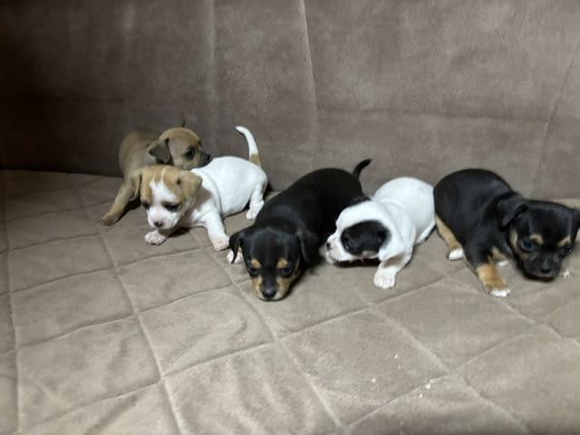 Chihuahua puppies for sale Чихуахуа - град Извън България | Кучета - снимка 3