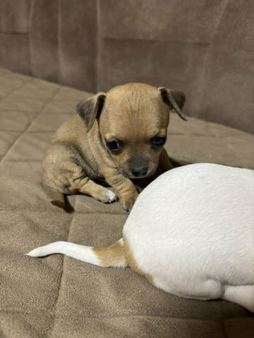 Chihuahua puppies for sale Чихуахуа - град Извън България | Кучета - снимка 4