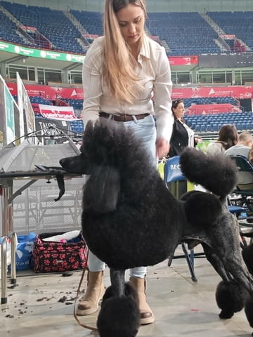 CHAMPION Litter: Black Standard Poodles of the highest rank, град Извън България - снимка 1