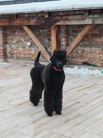 CHAMPION Litter: Black Standard Poodles of the highest rank, град Извън България - снимка 2