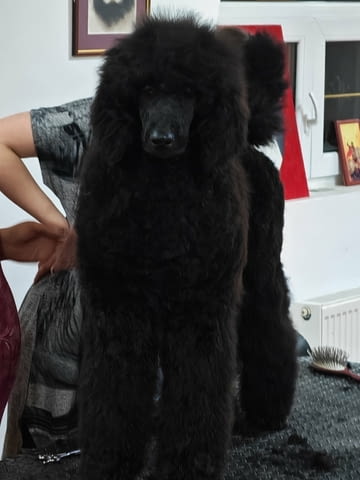 CHAMPION Litter: Black Standard Poodles of the highest rank, град Извън България - снимка 4