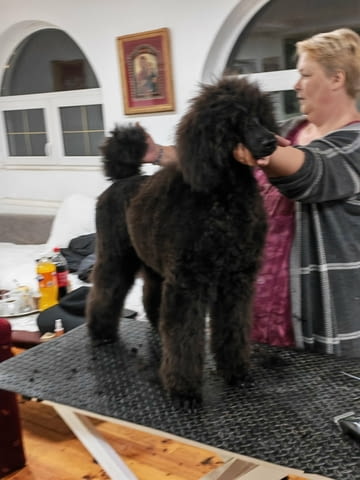CHAMPION Litter: Black Standard Poodles of the highest rank, град Извън България - снимка 5