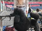 CHAMPION Litter: Black Standard Poodles of the highest rank