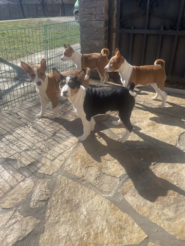 Красиви кученца Басенджи 1 месец, Ваксинирано - Да, Обезпаразитено - Да - град Извън България | Кучета - снимка 2