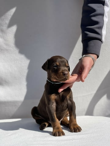 Доберман – Красиви кученца Ваксинирано - Да, Обезпаразитено - Да - град Извън България | Кучета - снимка 7