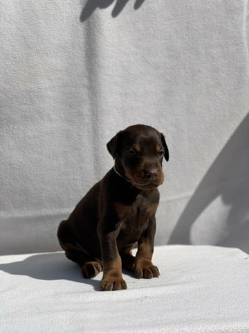 Доберман – Красиви кученца Ваксинирано - Да, Обезпаразитено - Да - град Извън България | Кучета - снимка 8