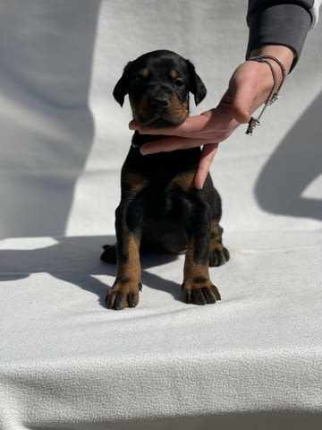Доберман – Красиви кученца Ваксинирано - Да, Обезпаразитено - Да - град Извън България | Кучета - снимка 11