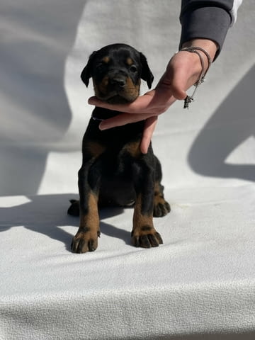 Доберман – Красиви кученца Ваксинирано - Да, Обезпаразитено - Да - град Извън България | Кучета - снимка 12