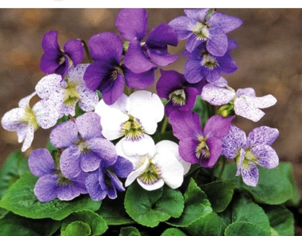 Горски теменужки - град Берковица | Градина