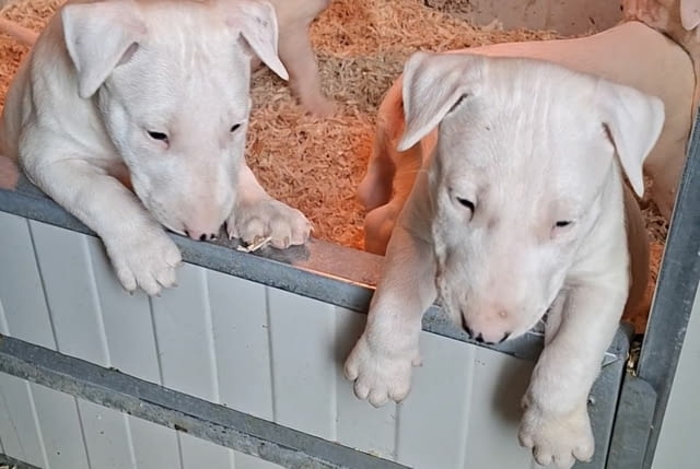 Standard Bull Terrier Бултериер - град Извън България | Кучета - снимка 2