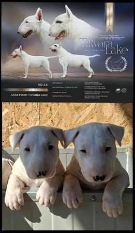 Standard Bull Terrier Бултериер - град Извън България | Кучета - снимка 3