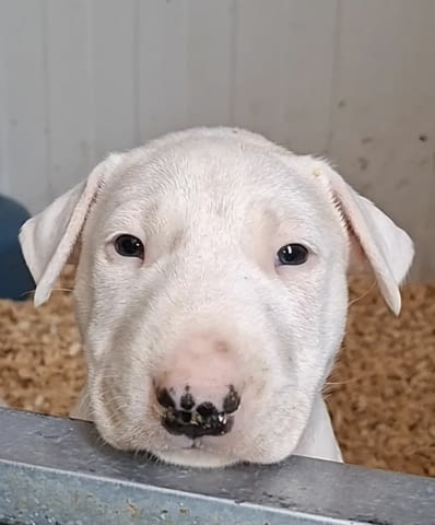 Standard Bull Terrier Бултериер - град Извън България | Кучета - снимка 4