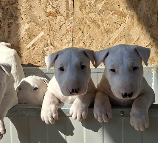 Standard Bull Terrier Бултериер - град Извън България | Кучета - снимка 5