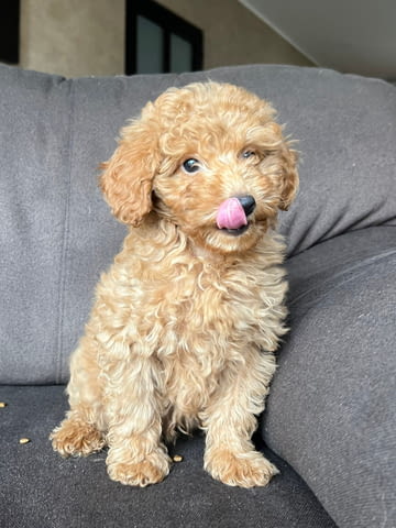 Кученце той пудел Пудел той, Ваксинирано - Да, Обезпаразитено - Да - град Извън България | Кучета - снимка 3