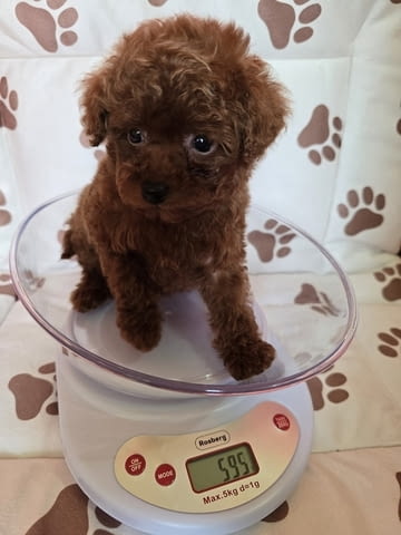 Червен пудел от породата „Чайна чаша“ Пудел мини, 2 месеца, Ваксинирано - Да - град Извън България | Кучета - снимка 2